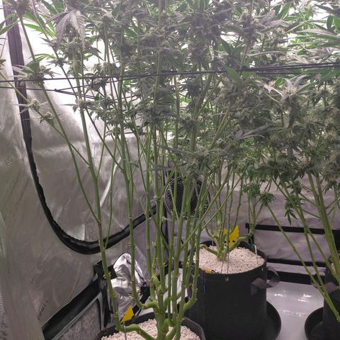 Trichome Orchards growlog timeline photo