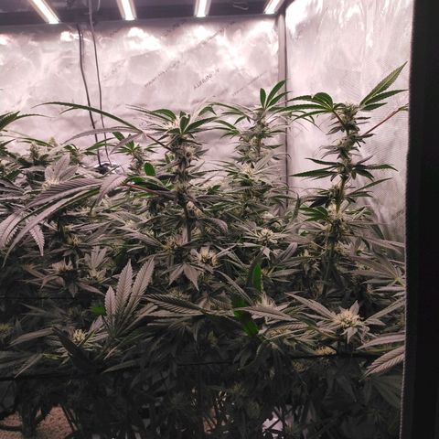 Trichome Orchards growlog timeline photo