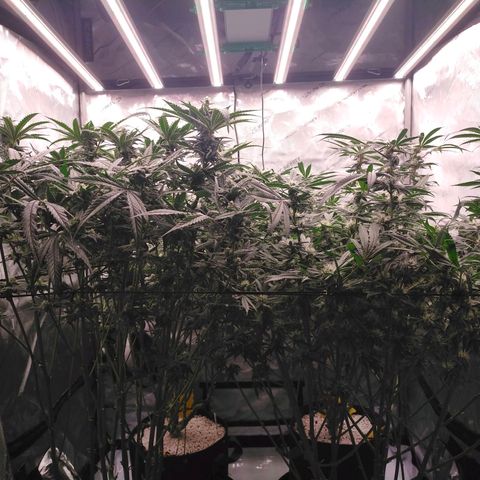Trichome Orchards growlog timeline photo