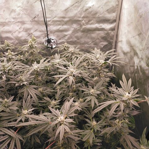Trichome Orchards growlog timeline photo