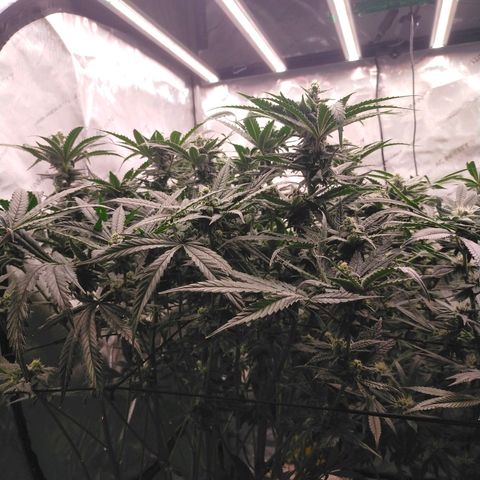 Trichome Orchards growlog timeline photo