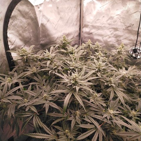 Trichome Orchards growlog timeline photo
