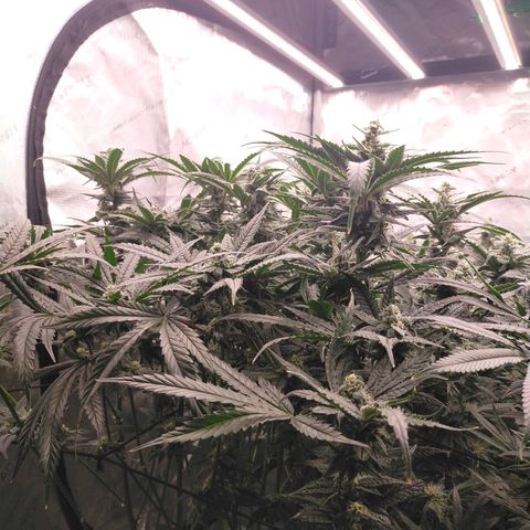 Trichome Orchards growlog timeline photo