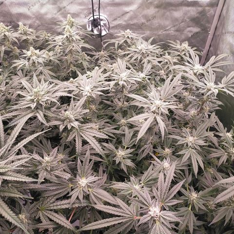 Trichome Orchards growlog timeline photo