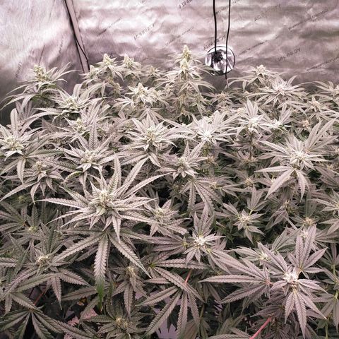 Trichome Orchards growlog timeline photo