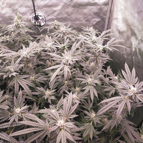 Trichome Orchards growlog timeline photo