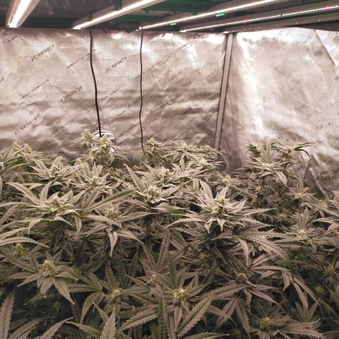 Trichome Orchards growlog timeline photo