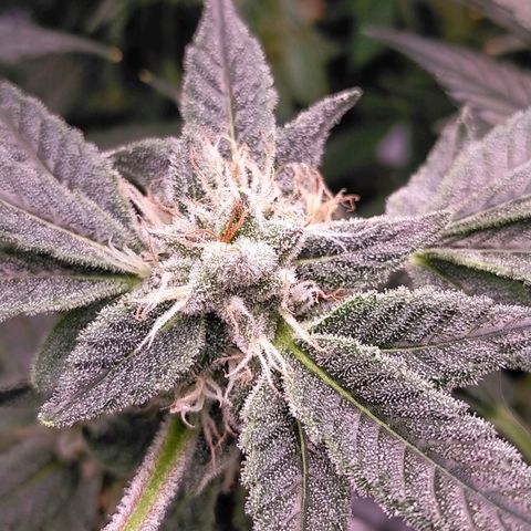 Trichome Orchards growlog photo: Pauly Walnuts. Day 43F