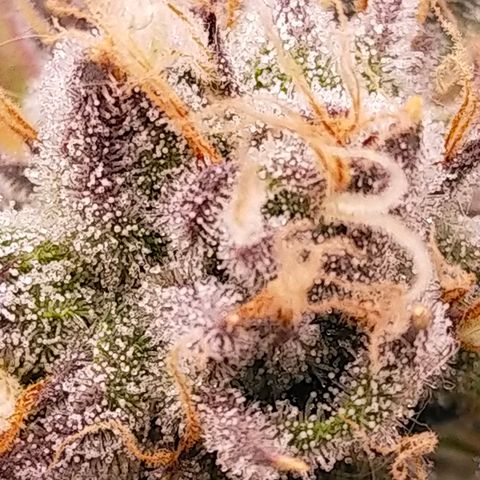 Trichome Orchards growlog photo: Pauly Walnuts. Day 43F