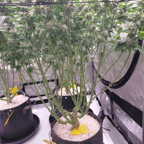 Trichome Orchards growlog photo: Pauly Walnuts. Day 43F