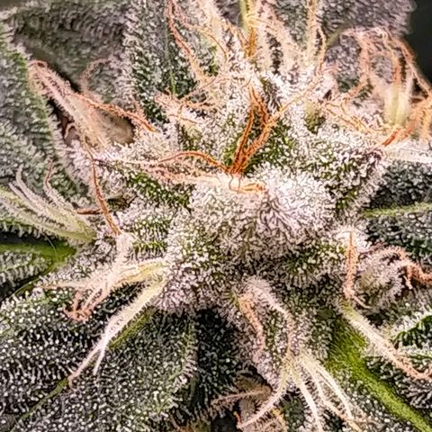 Trichome Orchards growlog photo: Pauly Walnuts. Day 43F