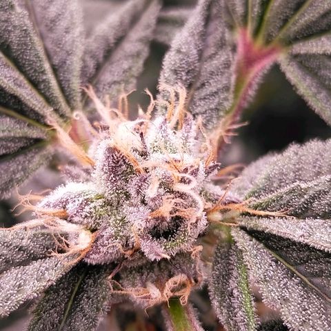 Trichome Orchards growlog photo: Pauly Walnuts. Day 43F