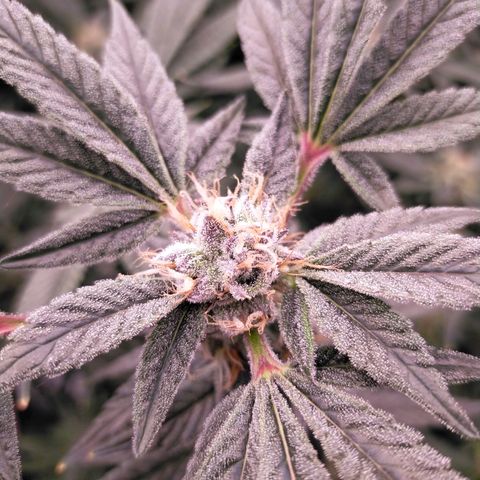 Trichome Orchards growlog photo: Pauly Walnuts. Day 43F