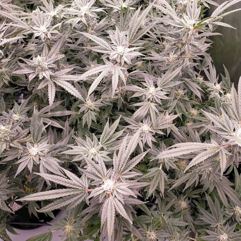Trichome Orchards growlog photo: Pauly Walnuts. Day 43F