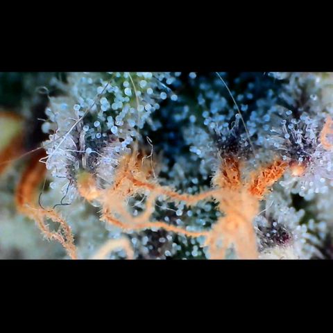 Trichome Orchards growlog photo: Pauly Walnuts. Day 43F