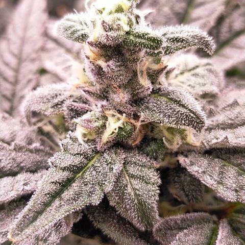 Trichome Orchards growlog photo: Ringz of Saturn. Day 43F