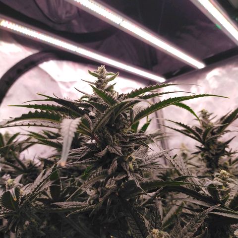 Trichome Orchards growlog photo: Ringz of Saturn. Day 43F