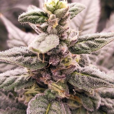 Trichome Orchards growlog photo: Ringz of Saturn. Day 43F