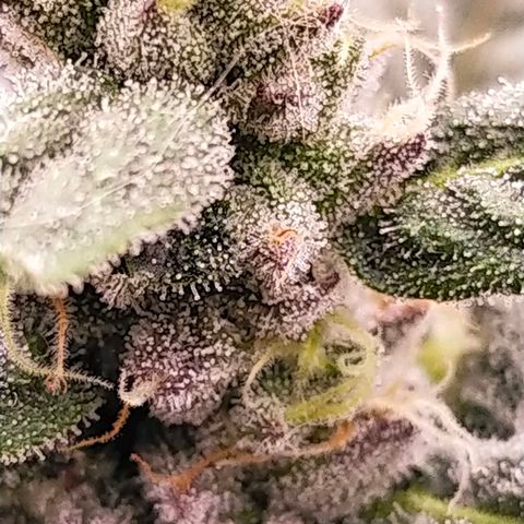 Trichome Orchards growlog photo: Ringz of Saturn. Day 43F