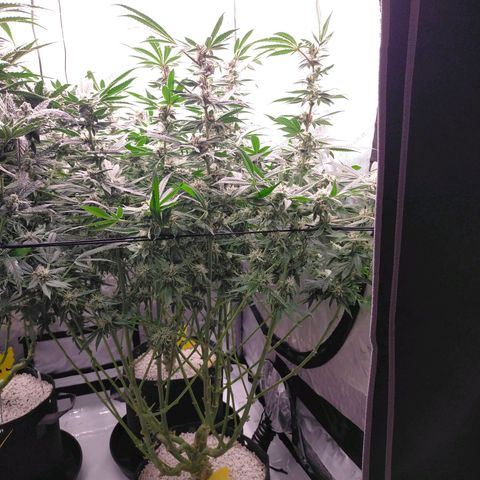 Trichome Orchards growlog photo: Pauly Walnuts. Day 43F