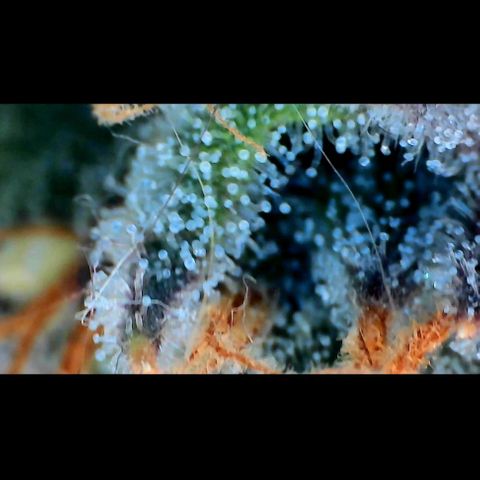 Trichome Orchards growlog photo: Pauly Walnuts. Day 43F