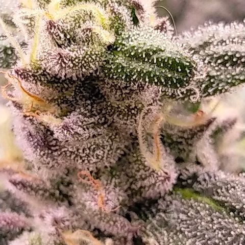 Trichome Orchards growlog photo: Ringz of Saturn. Day 43F