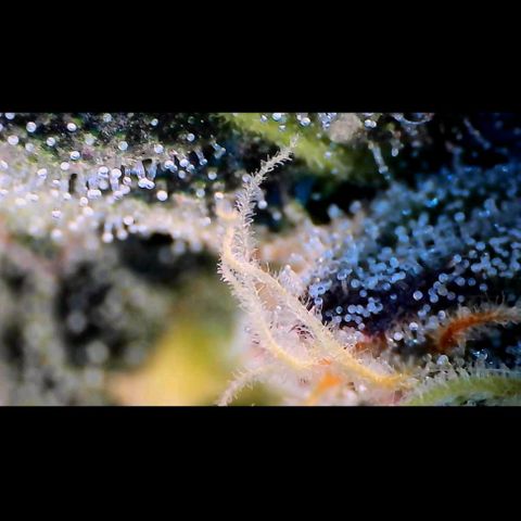 Trichome Orchards growlog photo: Ringz of Saturn. Day 43F