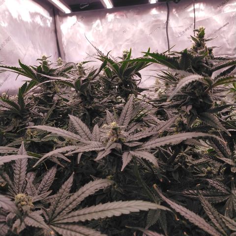 Trichome Orchards growlog photo: Ringz of Saturn. Day 43F