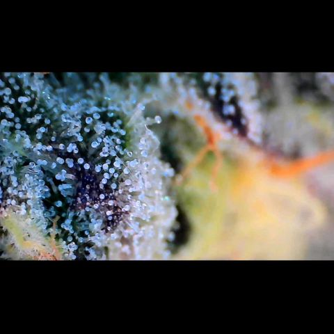 Trichome Orchards growlog photo: Ringz of Saturn. Day 43F