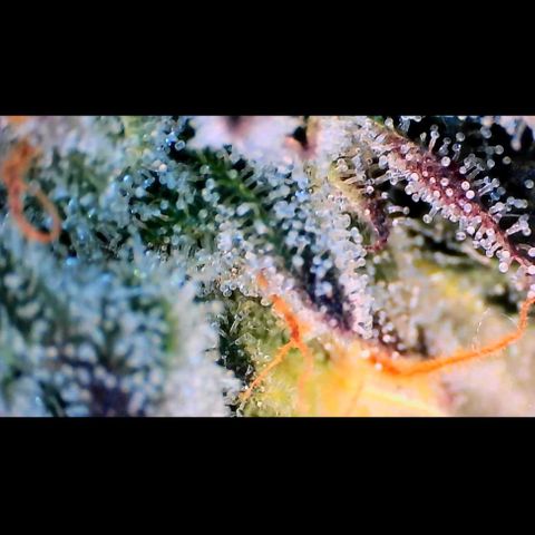 Trichome Orchards growlog photo: Ringz of Saturn. Day 43F