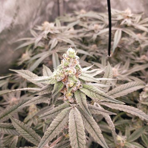 Trichome Orchards growlog photo: Rainbow Fritters#2. Day 43F
