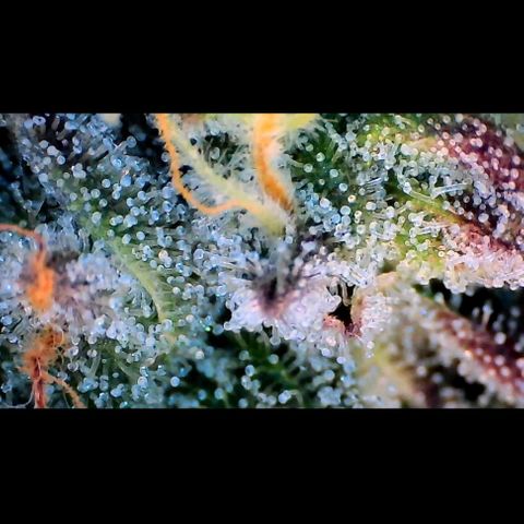 Trichome Orchards growlog photo: Ringz of Saturn. Day 43F