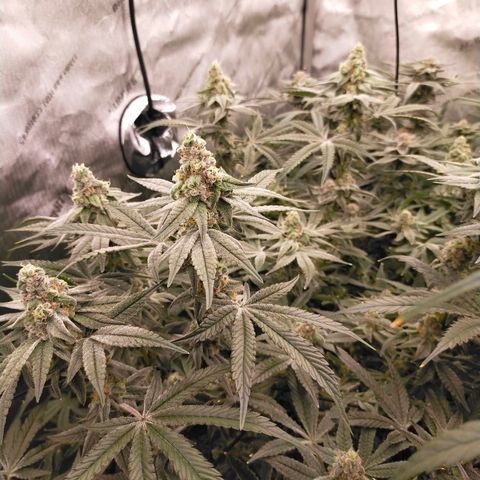 Trichome Orchards growlog photo: Rainbow Fritters#2. Day 43F