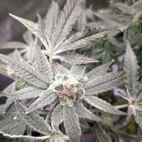 Trichome Orchards growlog photo: Rainbow Fritters#2. Day 43F