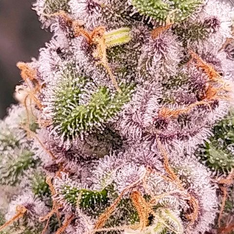 Trichome Orchards growlog photo: Rainbow Fritters#2. Day 43F