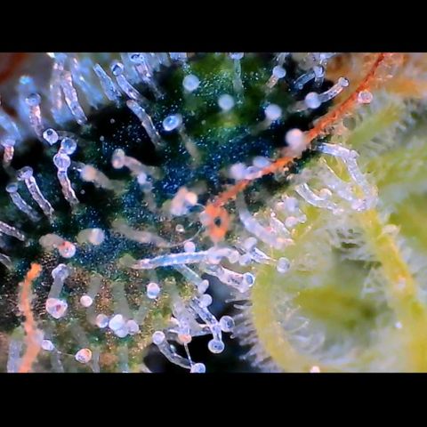 Trichome Orchards growlog photo: Rainbow Fritters#2. Day 43F
