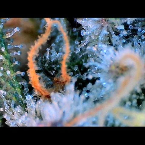Trichome Orchards growlog photo: Rainbow Fritters#2. Day 43F