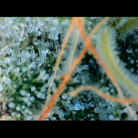 Trichome Orchards growlog photo: Rainbow Fritters#2. Day 43F