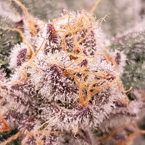 Trichome Orchards growlog photo: Rainbow Fritters#1. Day 43F