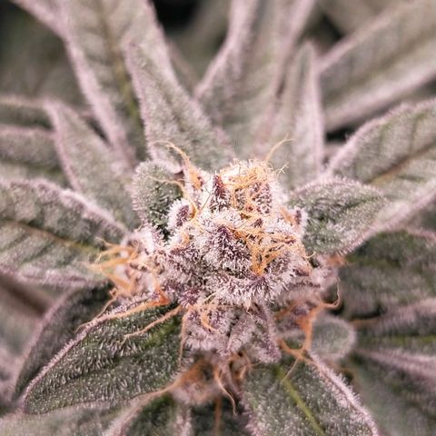Trichome Orchards growlog photo: Rainbow Fritters#1. Day 43F