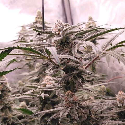 Trichome Orchards growlog photo: Rainbow Fritters#1. Day 43F