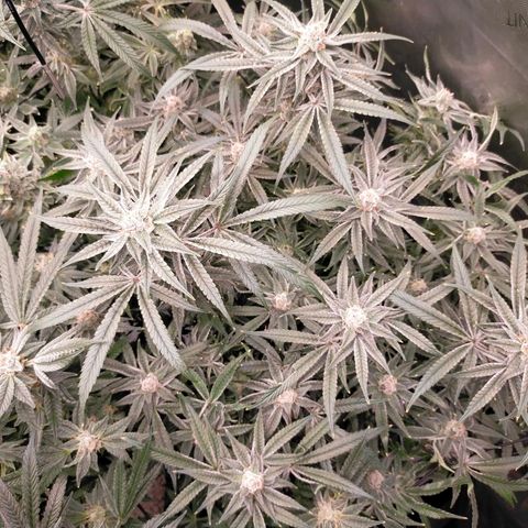 Trichome Orchards growlog photo: Rainbow Fritters#1. Day 43F
