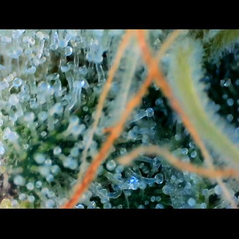 Trichome Orchards growlog photo: Rainbow Fritters#2. Day 43F