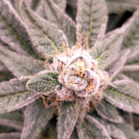 Trichome Orchards growlog photo: Rainbow Fritters#1. Day 43F