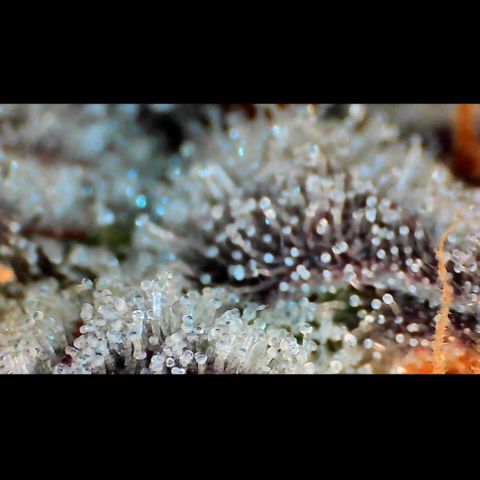Trichome Orchards growlog photo: Rainbow Fritters#1. Day 43F