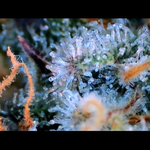 Trichome Orchards growlog photo: Rainbow Fritters#2. Day 43F
