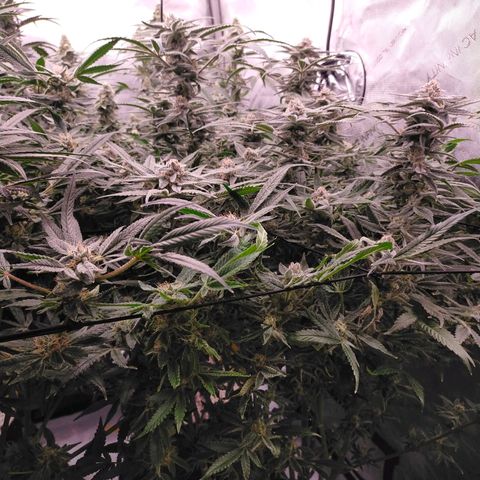 Trichome Orchards growlog photo: Rainbow Fritters#1. Day 43F