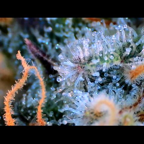 Trichome Orchards growlog photo: Rainbow Fritters#2. Day 43F
