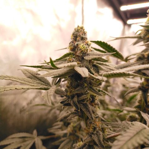Trichome Orchards growlog photo: Rainbow Fritters#2. Day 43F