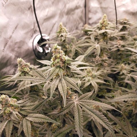 Trichome Orchards growlog photo: Rainbow Fritters#2. Day 43F